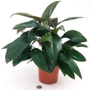 POWERS TO FLOWERS - PHILODENDRON, PHYLODENDRON, MONSTERA CONGO ROJO, VASO 12CM, pianta vera