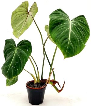 POWERS TO FLOWERS - PHILODENDRON, PHYLODENDRON, MONSTERA GLORIOSUM, VASO 14CM DIAMETRO, pianta vera