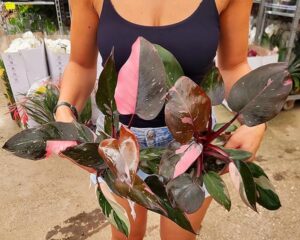 POWERS TO FLOWERS - PHILODENDRON, PHYLODENDRON, MONSTERA PINK PRINCESS, vaso 13cm diametro, pianta vera