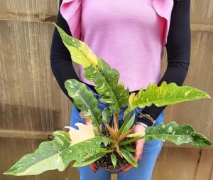 POWERS TO FLOWERS - PHILODENDRON, PHYLODENDRON, MONSTERA RING OF FIRE, VASO 12CM, pianta vera