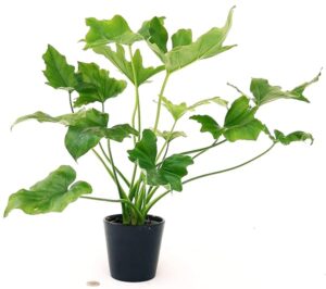 POWERS TO FLOWERS - PHILODENDRON, PHYLODENDRON, MONSTERA SELLOW, VASO 13CM, pianta vera