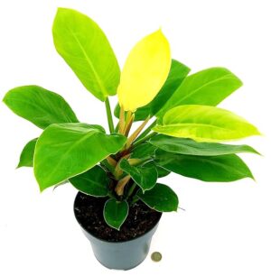 POWERS TO FLOWERS - PHILODENDRON, PHYLODENDRON MOONLIGHT VASO 20CM, pianta vera