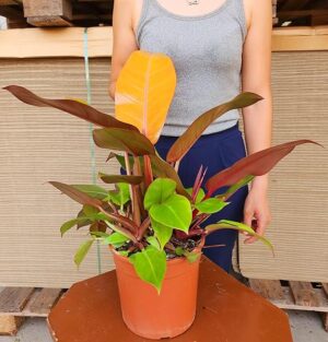 POWERS TO FLOWERS - PHILODENDRON, PHYLODENDRON PRINCE OF ORANGE, VASO 19CM, pianta vera