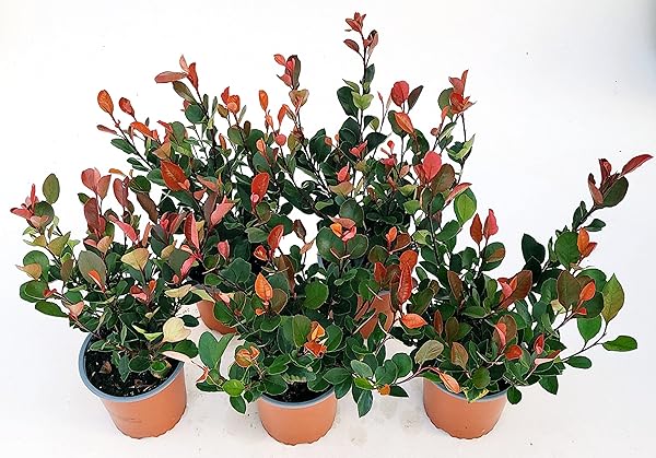 Photinia Compatta: 10 Piante Vere In Vaso 7 Cm, Ideali Per Siepi Rosse E Giardini, Resistenti E Facili Da Curare - Foto 4
