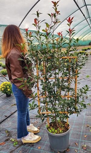 POWERS TO FLOWERS - PHOTINIA RED ROBIN SPALLIERA, 2 PIANTE, VASO 28X70, pianta vera