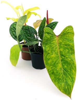 POWERS TO FLOWERS - PHYLODENDRON MONSTERA COLLECTION: EPIPREMNUM PINNATUM, PAINTED LADY, MALAY GOLD, VASO 12cm, piante vere