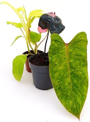 POWERS TO FLOWERS - PHYLODENDRON MONSTERA COLLECTION: PINK PRINCESS, PAINTED LADY, MALAY GOLD, VASO 12cm, piante vere