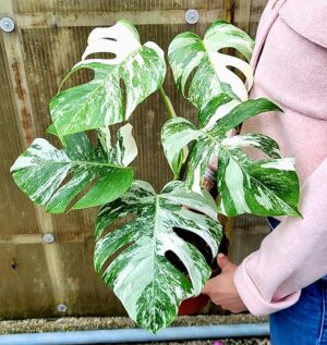 POWERS TO FLOWERS - PHYLODENDRON PERTUSUM, MONSTERA ALBO VARIEGATA, VASO 15CM DIAMETRO, pianta vera