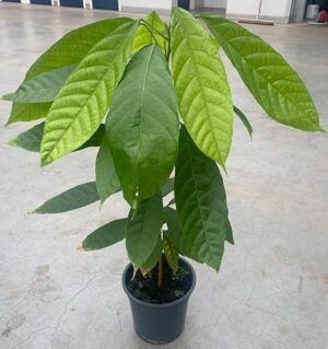 POWERS TO FLOWERS - PIANTA DEL CACAO, Vaso 17cm diametro, Altezza 70cm, Pianta Vera