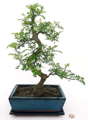 POWERS TO FLOWERS - PIANTA DEL PEPE, ZANTHOXYLUM PIPERITUM BONSAI XXXL, pianta vera