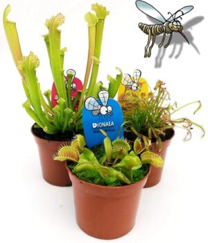 POWERS TO FLOWERS - PIANTE CARNIVORE TRIS, DIONAEA, DROSERA, SARACENIA, TRE PIANTE, VASO 9CM, piante vere