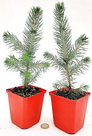 POWERS TO FLOWERS - PICEA SUPER BLU, PINO BLU, VASO 10CM diametro, 2 PIANTE, piante vere
