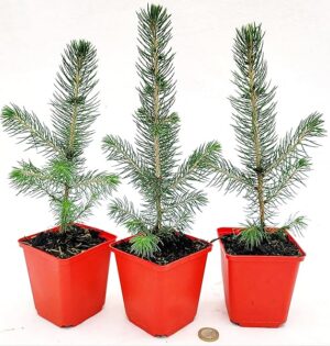 POWERS TO FLOWERS - PICEA SUPER BLU, PINO BLU, VASO 10CM diametro, 3 PIANTE, piante vere