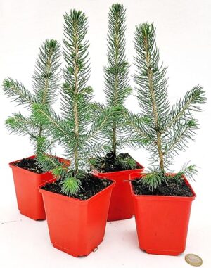 POWERS TO FLOWERS - PICEA SUPER BLU, PINO BLU, VASO 10CM diametro, 4 PIANTE, piante vere