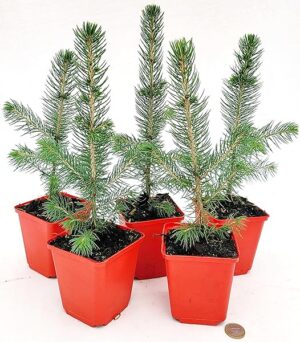 POWERS TO FLOWERS - PICEA SUPER BLU, PINO BLU, VASO 10CM diametro, 5 PIANTE, piante vere