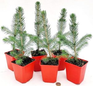 POWERS TO FLOWERS - PICEA SUPER BLU, PINO BLU, VASO 10CM diametro, 6 PIANTE, piante vere