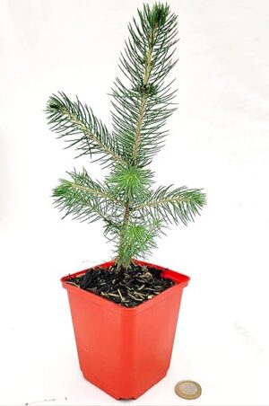 POWERS TO FLOWERS - PICEA SUPER BLU, PINO BLU, VASO 10CM diametro, piante vere