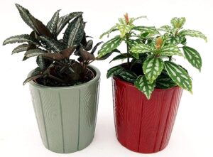 POWERS TO FLOWERS - PILEA CADIEREI e PILEA SPRUCEANA, 2 PIANTE IN VASO CERAMICA, piante vere