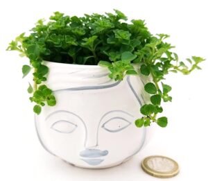 POWERS TO FLOWERS - PILEA DEPRESSA BABY TEARS MINI, IN VASO CERAMICA SIGNORINA, pianta vera