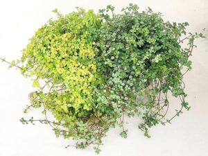 POWERS TO FLOWERS - PILEA LIBANENSIS GREENZY e GREYZY, VASO 12CM DIAMETRO, 2 PIANTE, piante vere