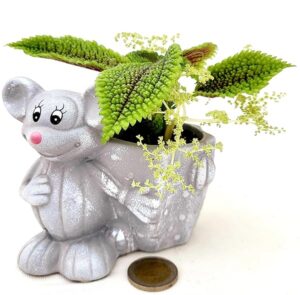 POWERS TO FLOWERS - PILEA MOON VALLEY IN VASO TOPOLINO, pianta vera