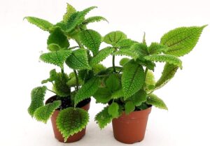 POWERS TO FLOWERS - PILEA MOON VALLEY VASO 13CM diametro, 2 PIANTE, piante vere