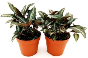 POWERS TO FLOWERS - PILEA SPRUCEANA"SILVER TREE", 2 PIANTE VASO 10CM, piante vere