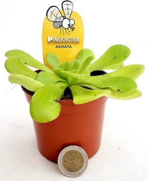 POWERS TO FLOWERS - PINGUICOLA AGNATA, VASO 9 CM, piante vere