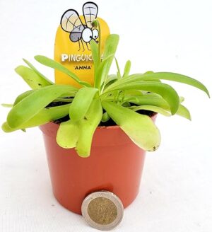 POWERS TO FLOWERS - PINGUICOLA ANNA, VASO 9 CM, piante vere