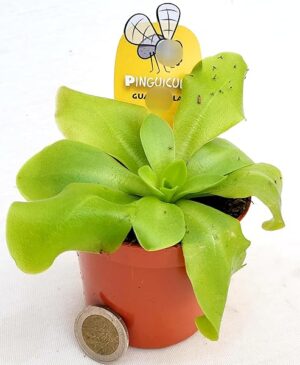 POWERS TO FLOWERS - PINGUICOLA GUATEMALA, VASO 9 CM, piante vere