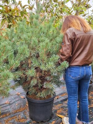 POWERS TO FLOWERS - PINUS SILVESTRIS NANA, VASO 40 CM DIAMETRO, pianta vera