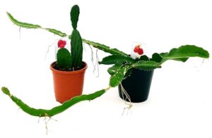 POWERS TO FLOWERS - PITAYA FRUTTO DEL DRAGO A POLPA ROSSA, e FICO D'INDIA OPUNTIA A FRUTTO ROSSO, vaso 12cm, piante vere