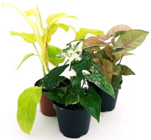 POWERS TO FLOWERS - PLANTS COLLECTION: SYNGONIUM PODOPHYLLUM ALBO VARIEGATA, PHYLODENDRON MALAY GOLD, SYNGONIUM PINK NEON ROBUSTA, VASO 12cm, piante vere