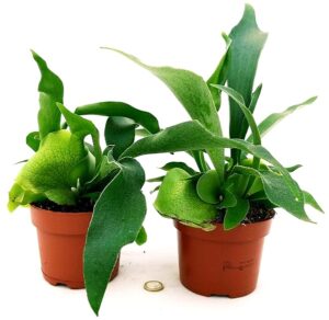 POWERS TO FLOWERS - PLATYCERIUM ALCICORNE, 2 PIANTE, VASO 12CM, piante vere