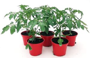 POWERS TO FLOWERS - POMODORO CILIEGINO BIO 5 PIANTE, Vaso 10cm, piante vere