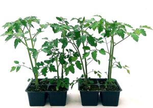 POWERS TO FLOWERS - POMODORO DETERMINATO DA SALSA MORGAN, 8 PIANTE BIO, Piante vere