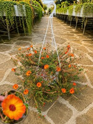 POWERS TO FLOWERS - PORTULACA ARANCIONE BASKET 24CM, OFFERTA ULTIMI 3 PEZZI!!! piante vere