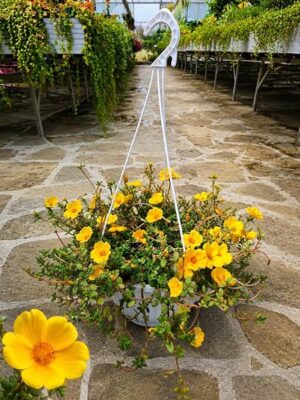POWERS TO FLOWERS - PORTULACA GIALLA BASKET 24CM, OFFERTA ULTIMI 3 PEZZI!!! piante vere