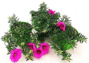 POWERS TO FLOWERS - PORTULACA GRANDIFLORA FUCSIA, 3 PIANTE, VARIETA' A FIORE GRANDE, piante vere