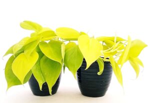 POWERS TO FLOWERS - POTHOS NEON, 2 PIANTE v12cm, piante vere