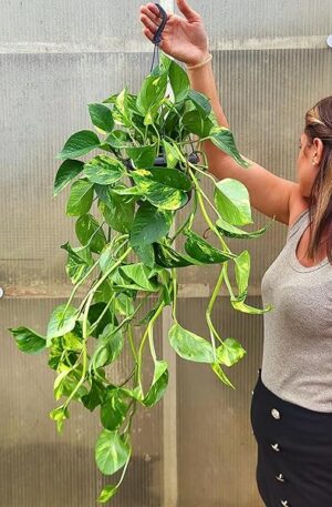 POWERS TO FLOWERS - POTOS EPIPREMNUM AUREUM BASKET 16CM DIAMETRO, pianta vera