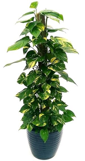 POWERS TO FLOWERS - POTOS EPIPREMNUM AUREUM SU PALO IN VASO CERAMICA NERO A RIGHE, altezza 120cm, pianta vera