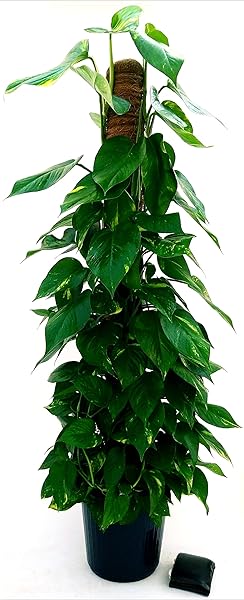 POWERS TO FLOWERS - POTOS EPIPREMNUM AUREUM SU PALO MUSCHIATO, altezza 150/160cm, pianta vera