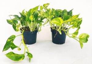 POWERS TO FLOWERS - POTOS HICOLOR, EPIPREMNUM, 2 PIANTE, Vaso 13cm, Piante Vere