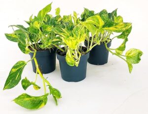 POWERS TO FLOWERS - POTOS HICOLOR, EPIPREMNUM, 3 PIANTE, Vaso 13cm, Piante Vere
