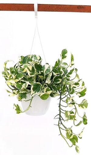 POWERS TO FLOWERS - POTOS SCINDAPSUS NJOY, N'JOY, IN BASKET 17CM, Pianta Vera