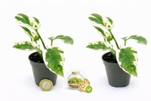 POWERS TO FLOWERS - POTOS SCINDAPSUS NJOY, N'JOY MINI, IDEALE PER TERRARIUM, 2 PIANTE, Vaso 5,5cm, Piante Vere