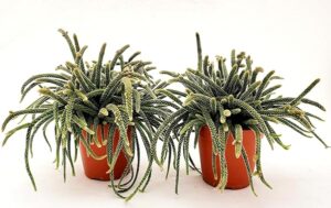 POWERS TO FLOWERS - RHIPSALIS HORRIDA IN VASO 12 CM DIAMETRO, 2 PIANTE, piante vere