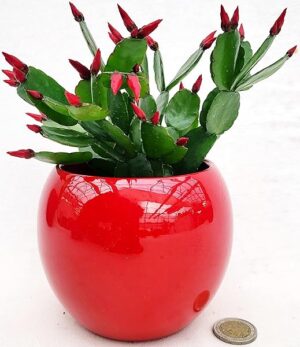 POWERS TO FLOWERS - RHIPSALIS ROSSO, PASQUALINA, VASO SFERICO 11CM DIAMETRO, pianta vera