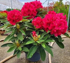 POWERS TO FLOWERS - RODODENDRO ROSSO INTENSO XXL, RHODODENDRON, IN VASO 22CM DIAMETRO, pianta vera